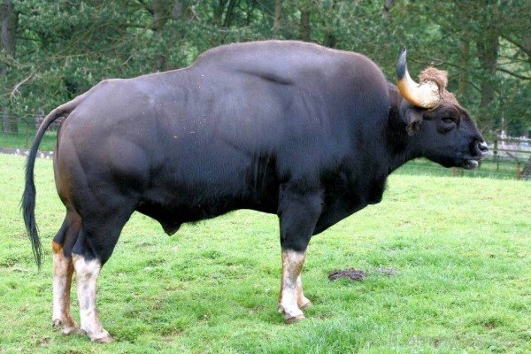 Big Gaur Image-pkjmlk2306