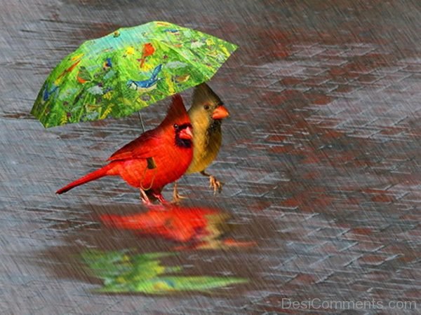 Birds Enjoying Rain-DC08