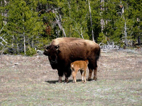 Bison Calf Milking-DC0208