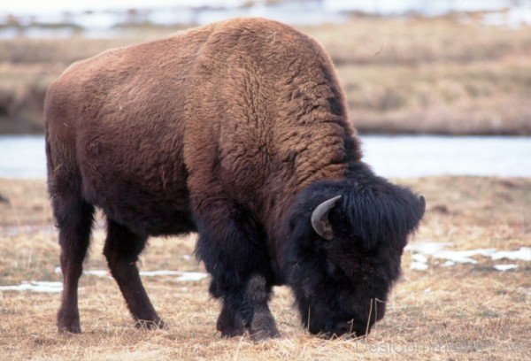 Bison Eating Grass-DC0211