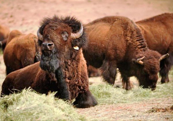 Bison Herd-DC0214