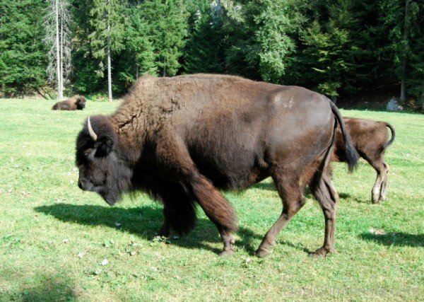 Bison Image-DC0215