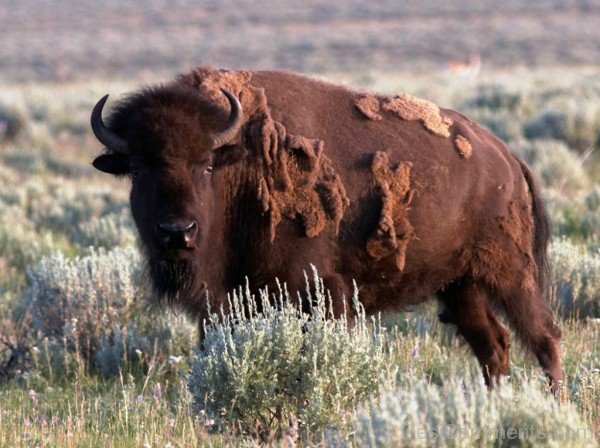 Bison In Field-DC0217