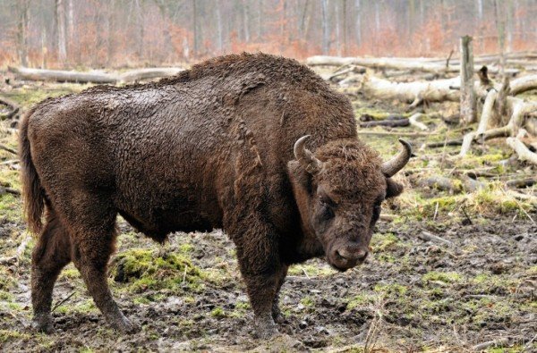 Bison In Forest-DC0218