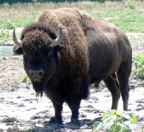 Bison In Mud-DC0219