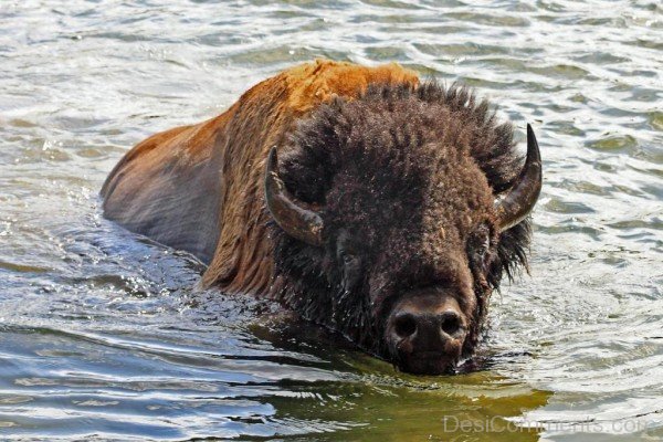 Bison In Water-DC0220