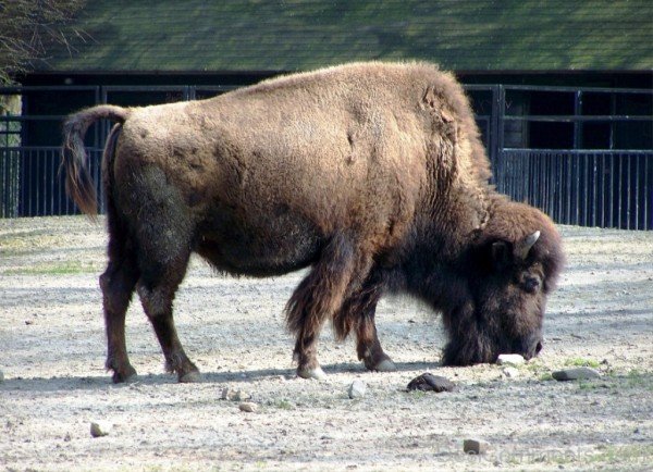 Bison In Zoo-DC0221