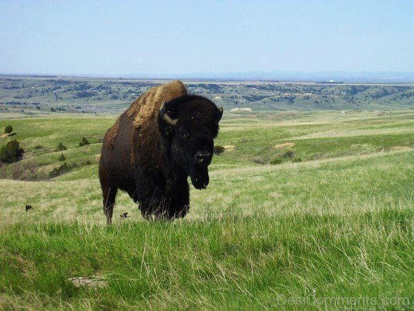Bison On Grass-DC0222