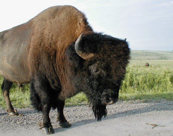 Bison On Road-DC0223