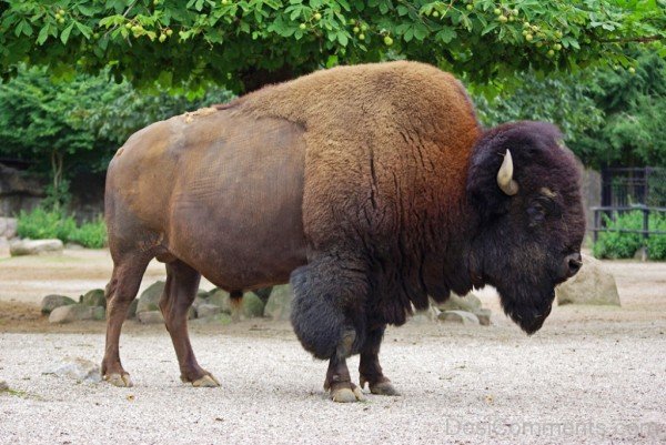 Bison On Sand-DC0224