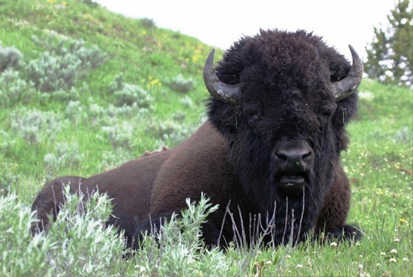 Bison On Sitting-DC0225