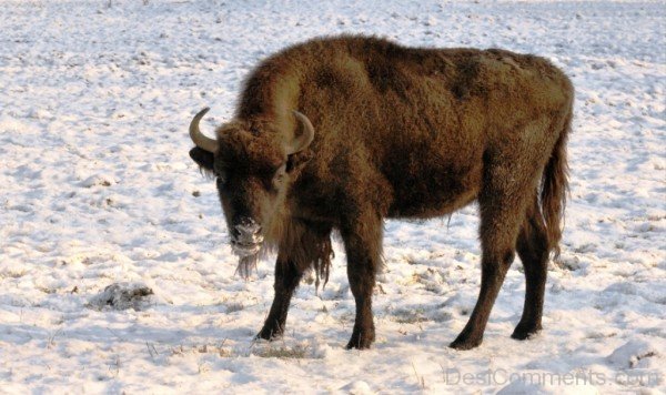 Bison On Snow-DC0226