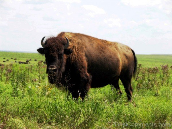 Bison Photo-DC0227