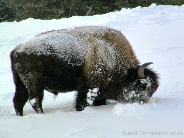 Bison Playing In Snow-DC0229
