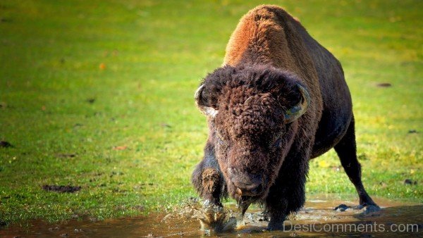 Bison Running In Water-DC0230