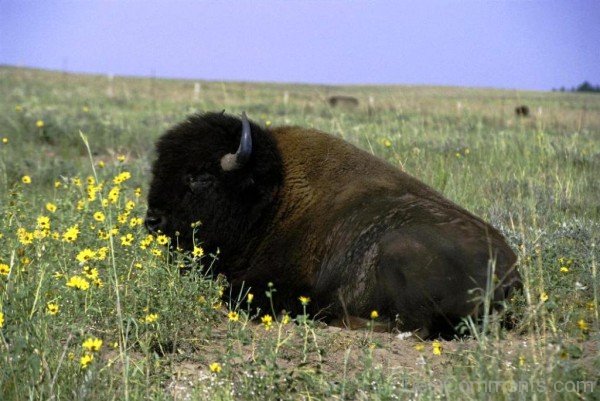 Bison Sitting-DC0232