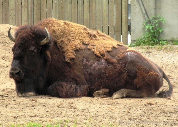 Bison Sitting On Sand-DC0231