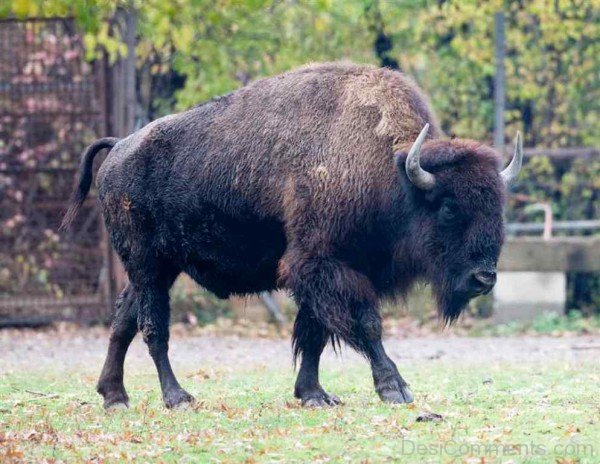 Bison Walking On Grass-DC0233