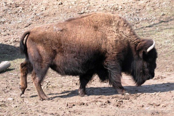 Bison Walking On Sand-DC0234