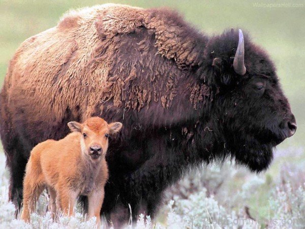 Bison With Calf-DC0236