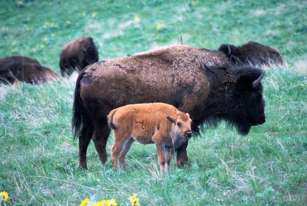 Bison With Calf Image-DC0235