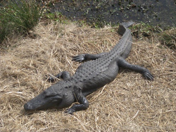 Black Alligator Image-db038