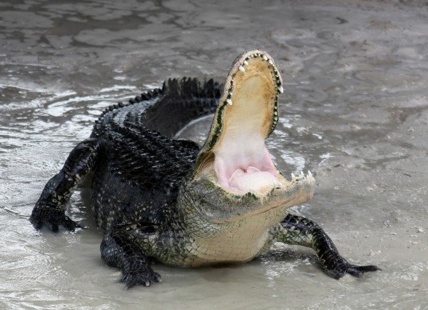 Black Alligator In Water-db039