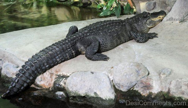 Black Alligator In Zoo-db040