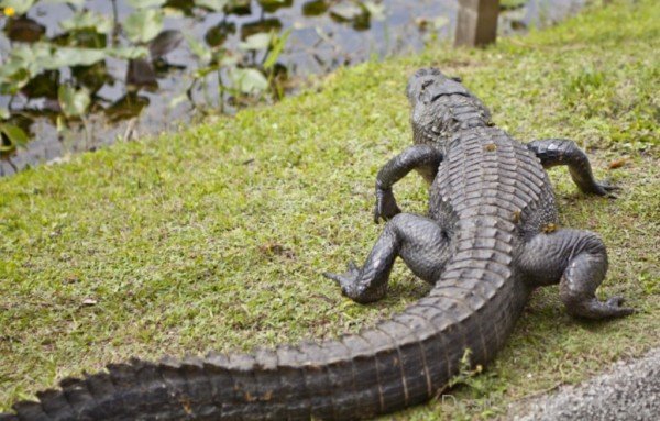 Black Alligator Near River-db041