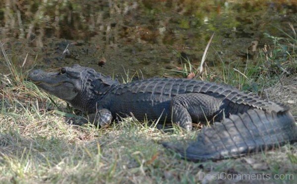 Black Alligator Picture-db043