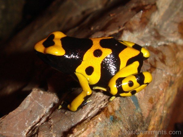 Black And Yellow Frog