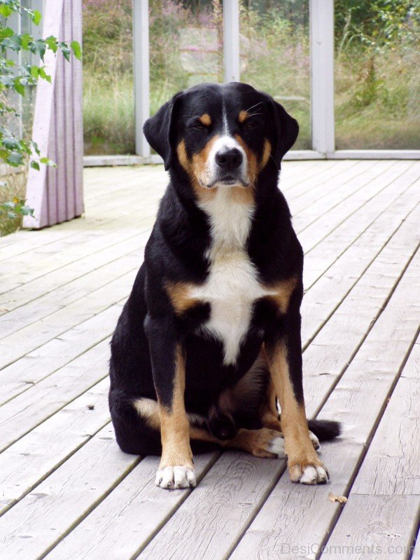 Black Appenzeller Dog