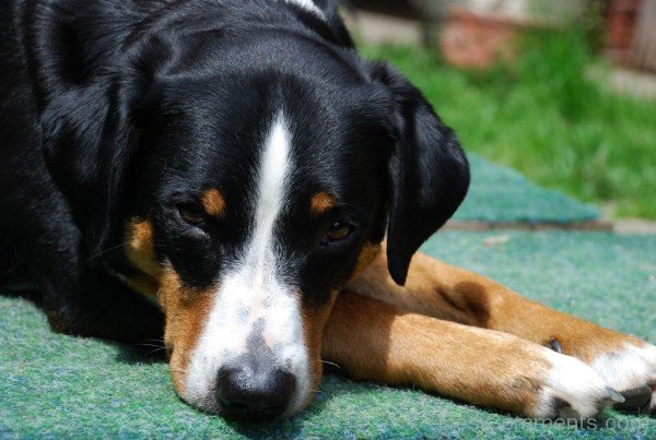 Black Appenzeller Sennenhund Dog