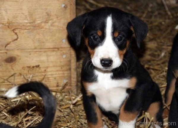 Black Appenzeller Sennenhund Puppy