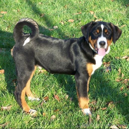 Black Appenzeller Sennenhund