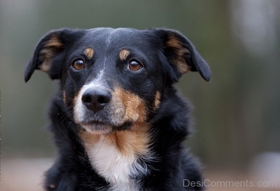 Black Austrian Pinscher Dog