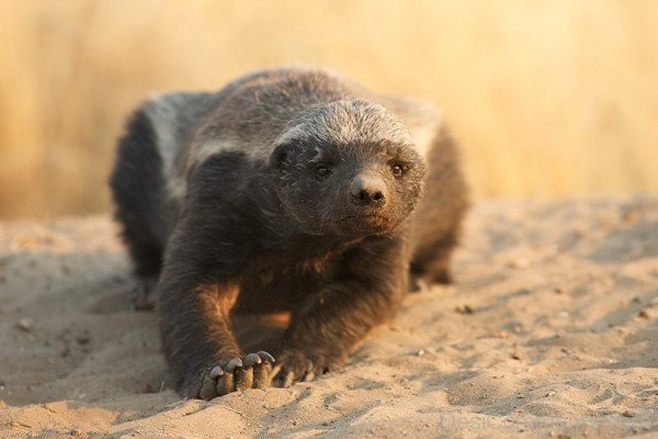 Black Badger On Sand-db122