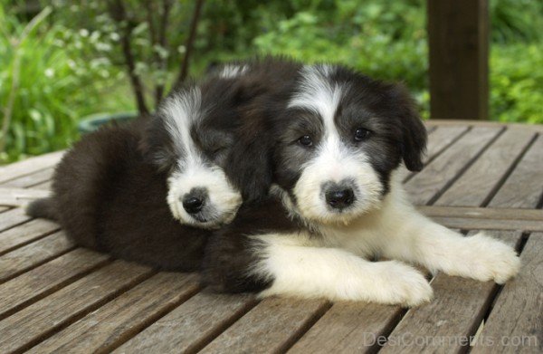 Black Bearded Collie Dogs