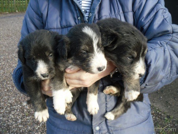 Black Bearded Collie Puppies-adb75641DC9DC41