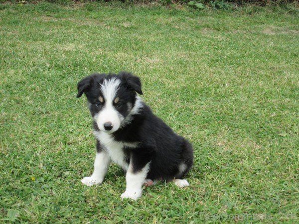 Black Bearded Collie Puppy-adb75660DC9DC60