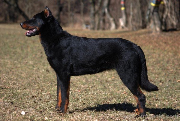 Black Beauce Dog-ADB09048DC0148