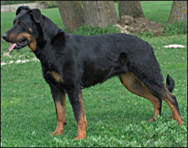 Black Beauceron Dog-ADB09056DC0156