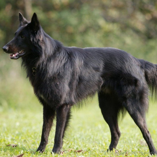 Black Belgian Shepherd-ADB00217DC00DC16