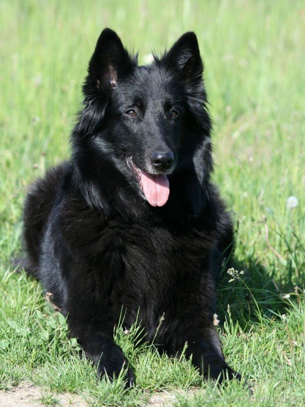 Black Belgian Shepherd Dog - DesiComments.com