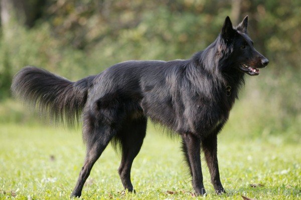Black Belgian Shepherd Dog Image-ADB00218DC00DC19