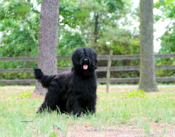 Black Briard Dog Picture-id002