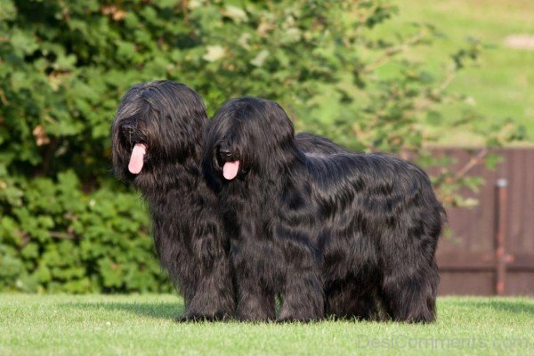 Black Briard Dogs