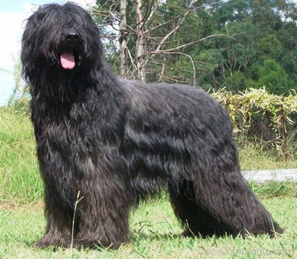 Black Briard In Field-id004