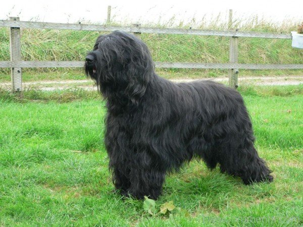 Black Briard On Grass-id005