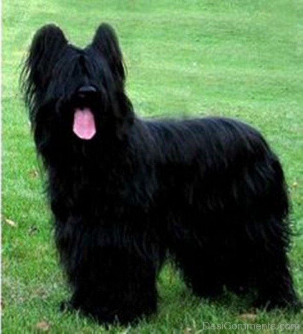 Black Briard-id006